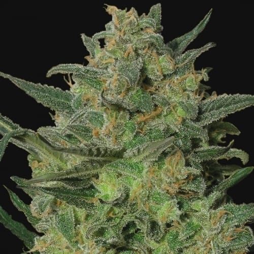 Image 2 of LSD cannabis by Barneys Farm Seeds – Super Strength – Resistant to Mould – 12/12 Photoperiod – Seed City