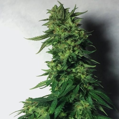 Image 3 of LSD cannabis by Barneys Farm Seeds – Middle of September – 12/12 Photoperiod – Social – Seed City