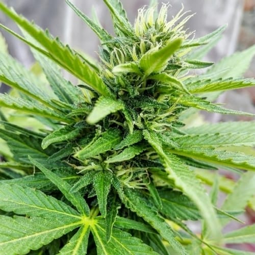 LSD from Barneys Farm Seeds