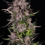 Mack & Crack Auto cannabis seeds – Outdoor – Berry – Mostly Sativa – image 2 from Seed City