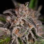 Image 3 of Mack & Crack Auto cannabis by Seed Stockers – Outdoor – Large yield – Super Strength – Seed City