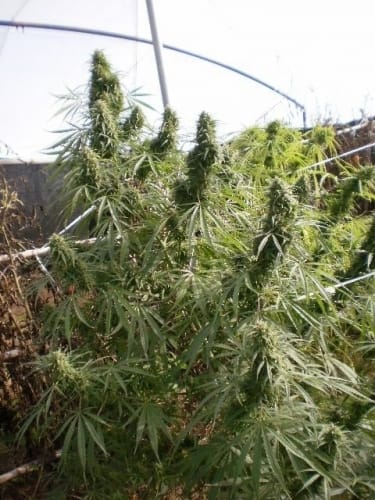 Malawi by Ace Seed bank – Tall (140cm plus) – 12/12 Photoperiod – The End of October – image 2 – Seed City