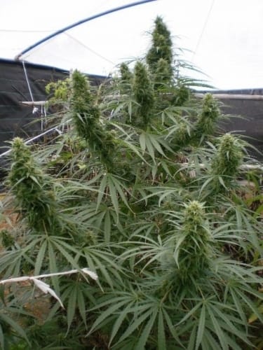 Malawi by Ace Seed bank – Sativa – Lemon – The End of October – image 3 – Seed City