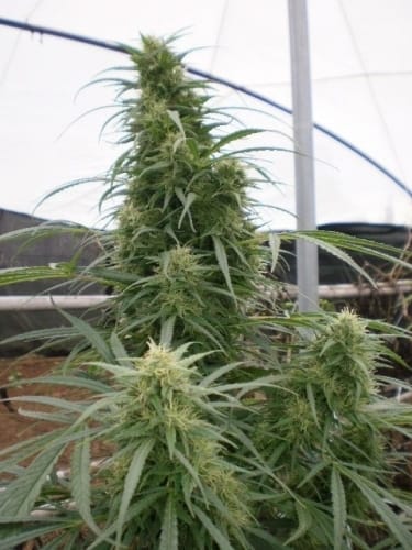 Malawi by Ace Seed bank – Lemon – Psychedelic – Indoor-friendly – image 4 – Seed City
