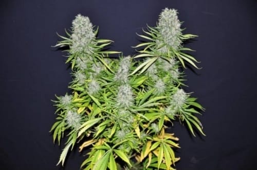 Malawi cannabis seeds – Regular – Tall (140cm plus) – Indoor-friendly – image 5 from Seed City