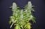 Malawi by Ace Seed bank – Indoor-friendly – Sativa – 12/12 Photoperiod – image 6 – Seed City
