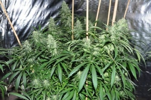 Malawi cannabis seeds – Lemon – The End of October – Sativa – image 7 from Seed City
