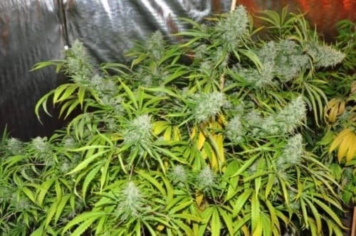 Malawi by Ace Seed bank – 12/12 Photoperiod – Tall (140cm plus) – Sativa – image 8 – Seed City
