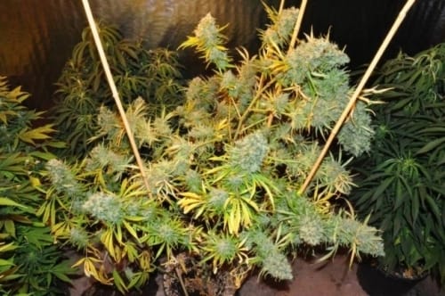 Malawi cannabis seeds – Resistant to Low Temperature – Regular – Indoor-friendly – image 9 from Seed City