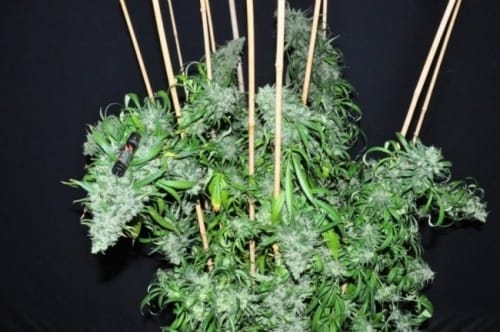 Malawi from Ace Seed bank