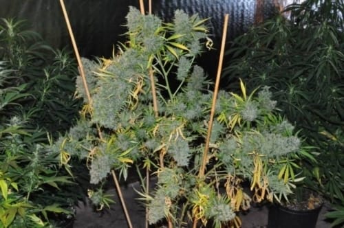 showing Sativa – Resistant to Low Temperature – The End of October – image 10 – Seed City