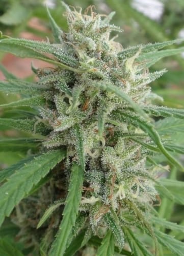 Malawi by Ace Seed bank – Tall (140cm plus) – The End of October – Regular – image 11 – Seed City