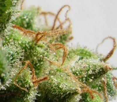 Image 12 of Malawi cannabis by Ace Seed bank – Indoor-friendly – Sativa – The End of October – Seed City