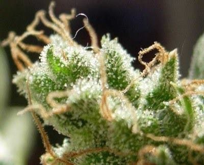 Malawi from Ace Seed bank