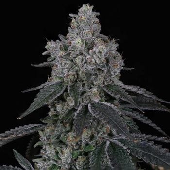 Marshmallow OG from Compound Genetics