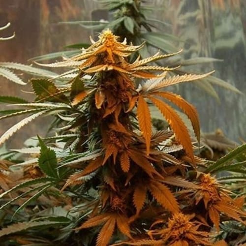Master Kush from Nirvana Seeds
