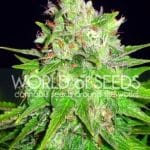 Image 2 of Mazar x Great White Shark cannabis by World of Seeds – Woodsy – Super Strength – Greenhouse – Seed City