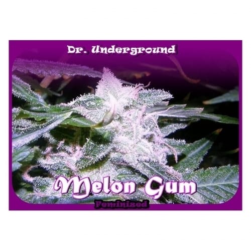 showing Excellent harvest potential – 12/12 Photoperiod – Fruity – image 1 – Seed City