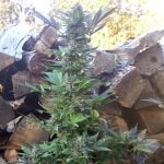 Image 3 of Mi5 cannabis by Short Stuff Seeds – Super Strength – Short (up to 80cm) – Auto-Flowering – Seed City