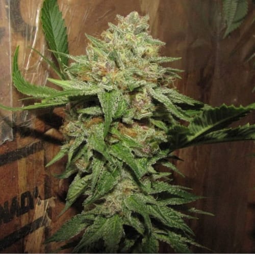 showing 12/12 Photoperiod – Regular – Chocolate – image 1 – Seed City