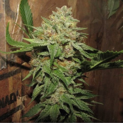 showing Outdoor cultivation – Regular – 12/12 Photoperiod – image 2 – Seed City