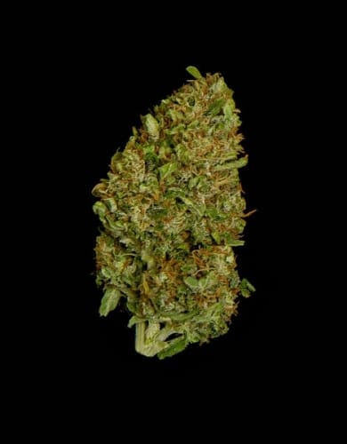 Milky Way F1 Auto by Royal Queen Seeds – Body Stone – Short (up to 80cm) – Auto-Flowering – image 3 – Seed City