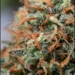 showing Outdoor – Feminized – Super Strength – image 2 – Seed City