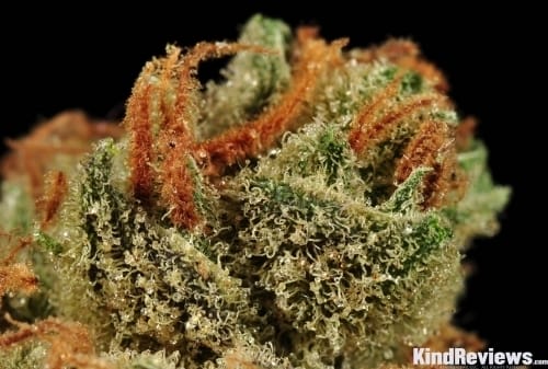 Sativa Dominant – Indoor – Creative – Moonshine Haze strain – image 4 – from Rare Dankness Seeds via Seed City