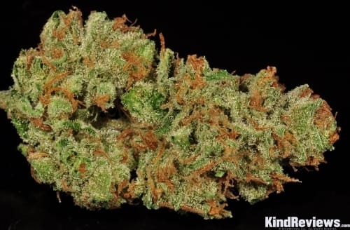 Image 3 of Moonshine Haze cannabis by Rare Dankness Seeds – Indoor – Regular – Sativa Dominant – Seed City