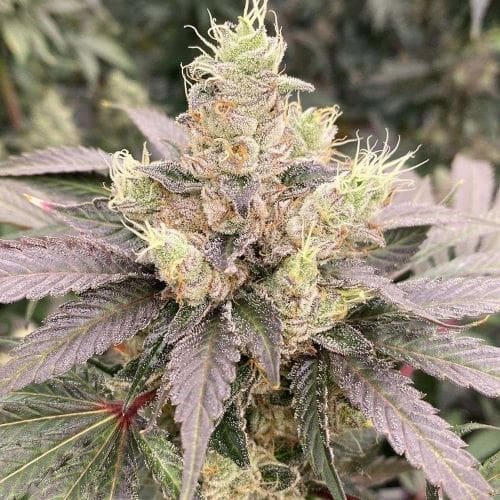 Mop Chopper cannabis – image 3 – Seed City