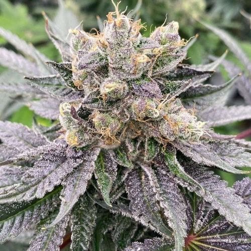 Mop Chopper cannabis – image 4 – Seed City