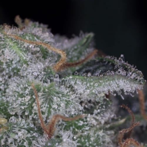 Nebula by Paradise Seeds – Middle of October – 12/12 Photoperiod – Female seeds – image 2 – Seed City