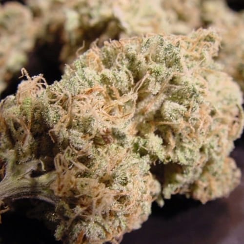 Nebula cannabis seeds – Psychedelic – Super Strength – Suited for indoor growing – image 3 from Seed City