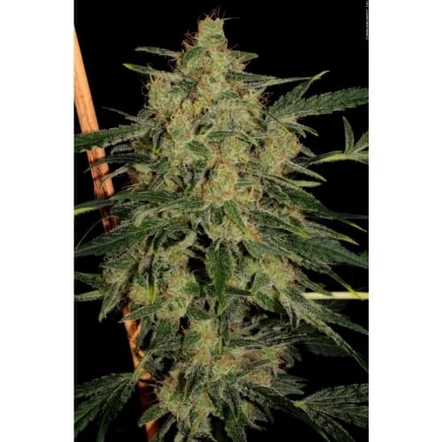 Nebula 1:1 CBD cannabis seeds – Honey – Relaxing – 12/12 Photoperiod – image 2 from Seed City