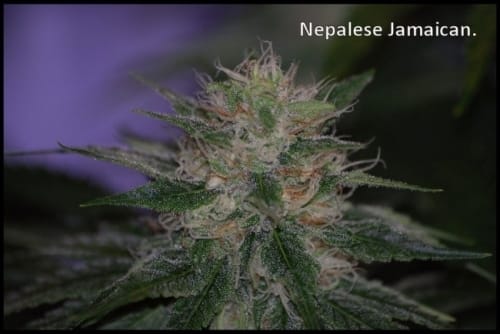 showing Guaranteed female plants – Euphoric – Dairy – image 5 – Seed City