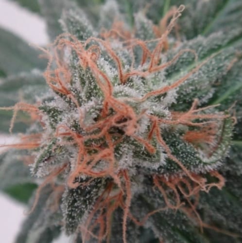 Nepalese Jam by Ace Seed bank – Dairy – Good for outdoor grow – Sativa Dominant – image 8 – Seed City