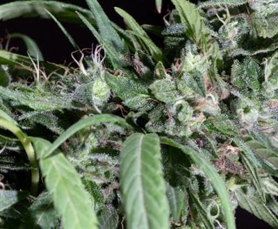 Nepal Mist by Ace Seed bank – Beginning of November – 12/12 Photoperiod – Outdoor – image 8 – Seed City