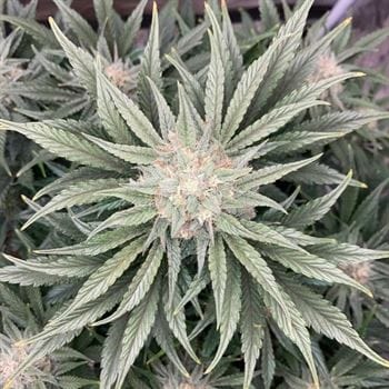 Midnight Marathon from Night Owl Seeds