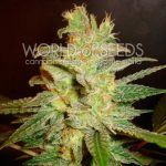 Northern Lights x Big Bud cannabis seeds – Large yield – Indica – Sweet – image 2 from Seed City