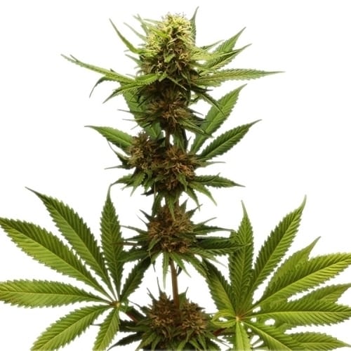 showing The End of September – Indoor-friendly – Indica – image 1 – Seed City