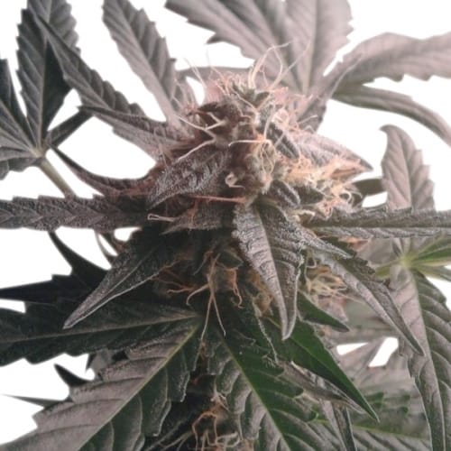 Northern Light Automatic from Royal Queen Seeds