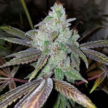 showing Outdoor – Social – Guaranteed female plants – image 1 – Seed City