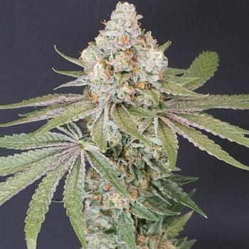 Now N Melon from Karma Genetics