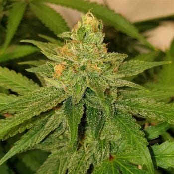 Original Cheese cannabis seeds – Indoor – 12/12 Photoperiod – Regular – image 3 from Seed City