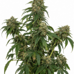 og-kush-seed-city