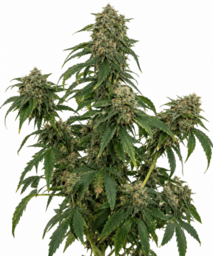 OG Kush