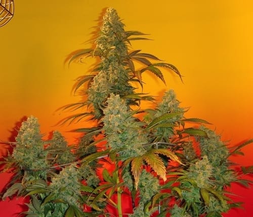 Old Time Bubba Kush cannabis seeds – Regular – Indica-heavy – Musky – image 5 from Seed City