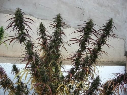 Image 6 of Old Timer's Haze cannabis by Ace Seed bank – The End of December – Sativa – Outdoor – Seed City