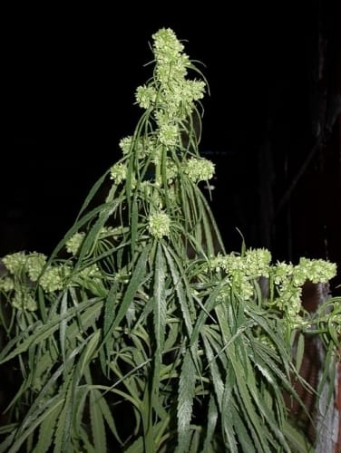 Old Timer's Haze by Ace Seed bank – Resistant to Pests – The End of December – Incense – image 9 – Seed City