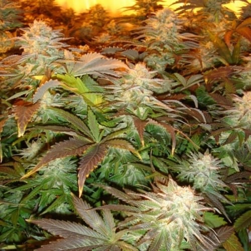 Image 2 of Opium cannabis by Paradise Seeds – Grape – Super Strength – 12/12 Photoperiod – Seed City